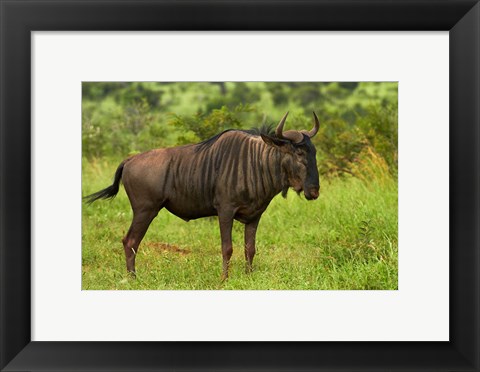 Framed Blue wildebeest, Kruger National Park, South Africa Print