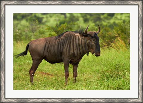 Framed Blue wildebeest, Kruger National Park, South Africa Print