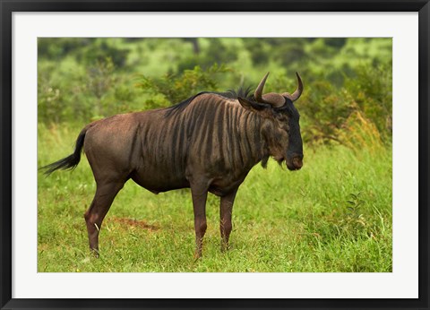Framed Blue wildebeest, Kruger National Park, South Africa Print