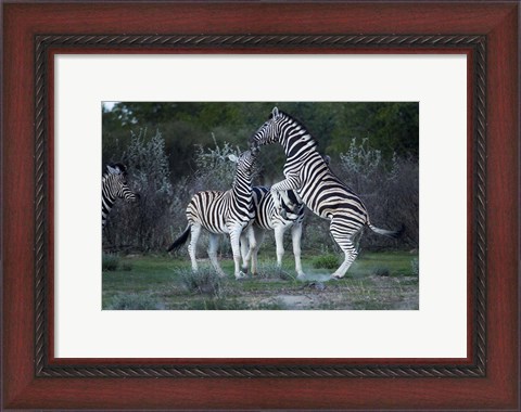 Framed Burchell&#39;s zebra fighting, Etosha National Park, Namibia Print