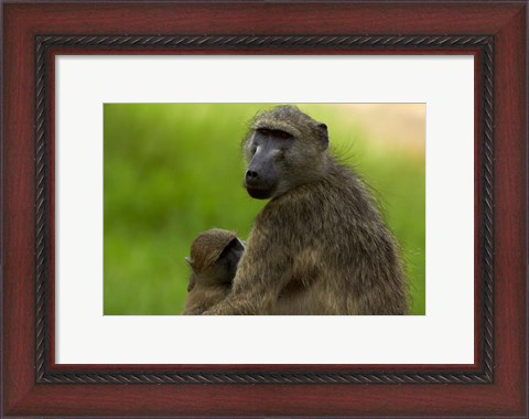 Framed Chacma baboon, Papio ursinus, and baby, Kruger NP, South Africa Print