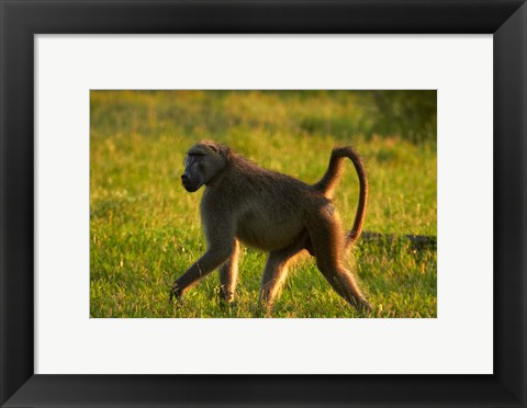 Framed Chacma baboon, Papio ursinus, Kruger NP, South Africa Print