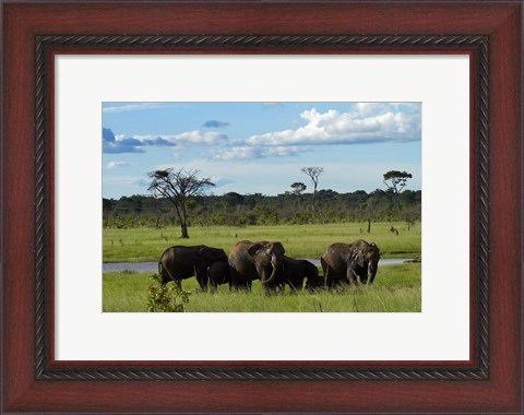 Framed Elephant, Zimbabwe Print