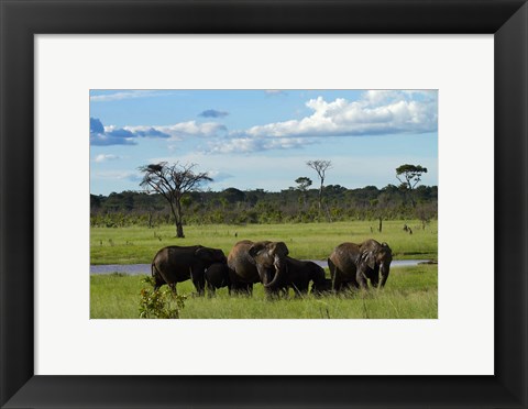 Framed Elephant, Zimbabwe Print