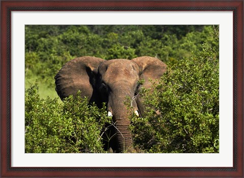 Framed Elephant, Hwange National Park, Zimbabwe, Africa Print