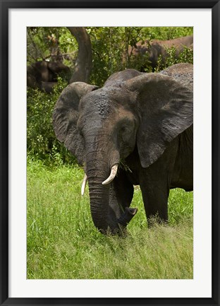 Framed Elephant, Kruger NP, South Africa Print