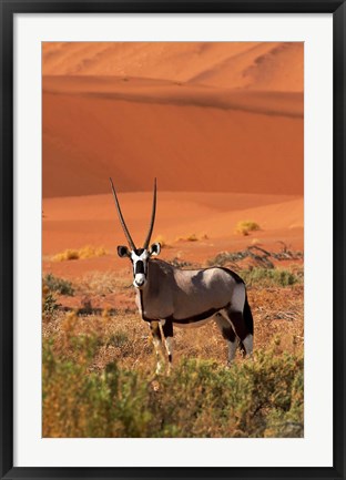 Framed Gemsbok and sand dunes, Namib-Naukluft National Park, Namibia Print