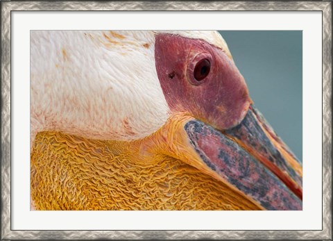 Framed Great White Pelican, Walvis Bay, Namibia Print