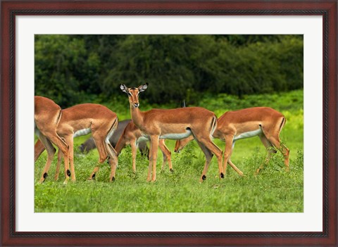 Framed Herd of Impala, by Chobe River, Chobe NP, Kasane, Botswana, Africa Print