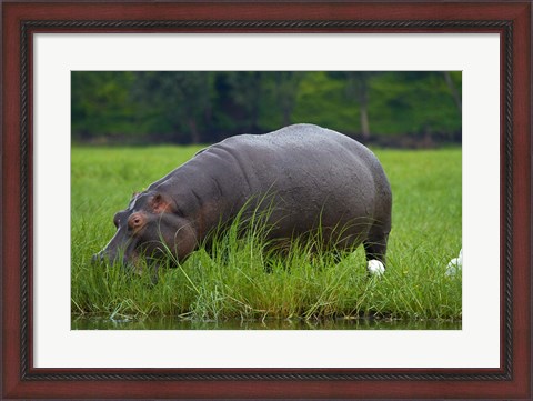 Framed Hippo and Cattle Egret by Chobe River, Chobe NP, Botswana, Africa Print