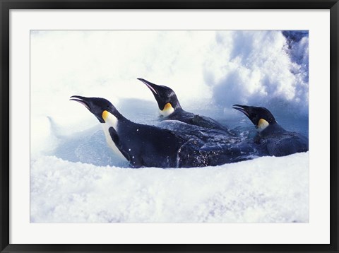Framed Emperor Penguins in Dive Hole, Antarctica Print