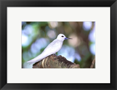 Framed Fairy Tern, Aride Island, Seychelles, Africa Print