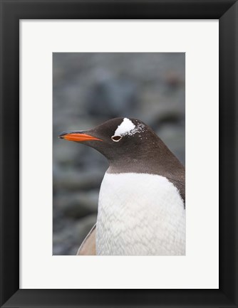Framed Antarctica, Aitcho Islands, Gentoo penguin, beach Print