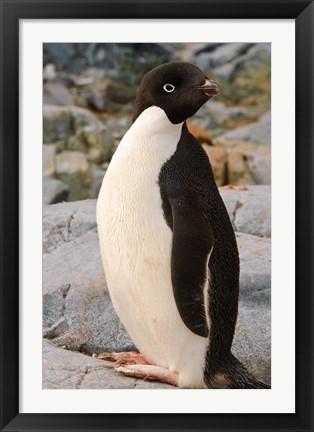 Framed Antarctica, Petermann Island. Adelie penguin Print