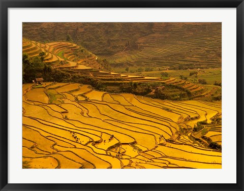 Framed Farmers Plant Rice, Luchun, Yunnan, China Print