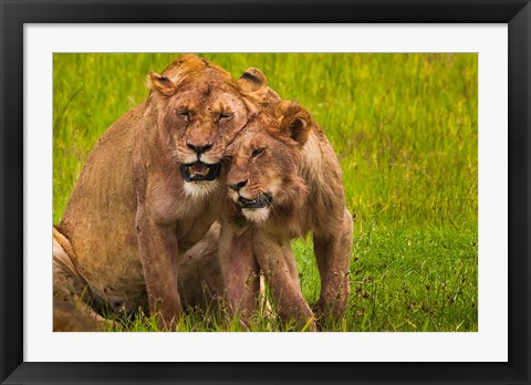 Framed African lions, Ngorongoro Conservation Area, Tanzania Print
