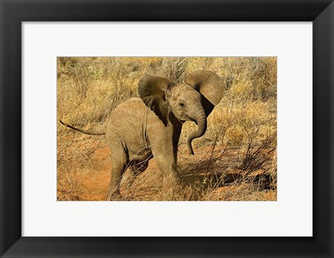 Framed Baby African Elephant, Samburu Game Reserve, Kenya Print