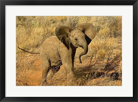 Framed Baby African Elephant, Samburu Game Reserve, Kenya Print