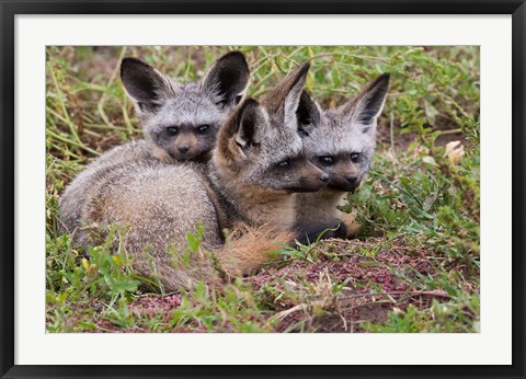 Framed Bat-eared foxes, Serengeti National Park, Tanzania Print