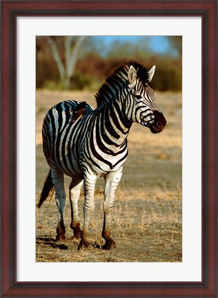 Framed Botswana, Chobe NP, Linyanti, Burchell&#39;s zebra Print