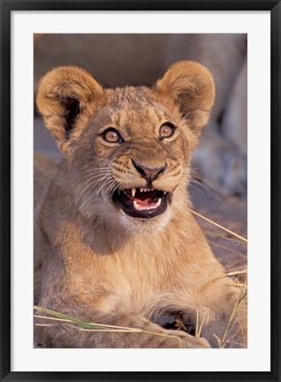 Framed Close-Up of Lion, Okavango Delta, Botswana Print