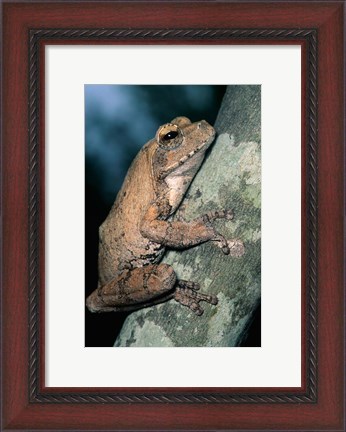 Framed Grey Frog, Kruger NP, South Africa Print