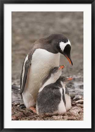 Framed Antarctica, Aitcho Island, Gentoo penguin Print