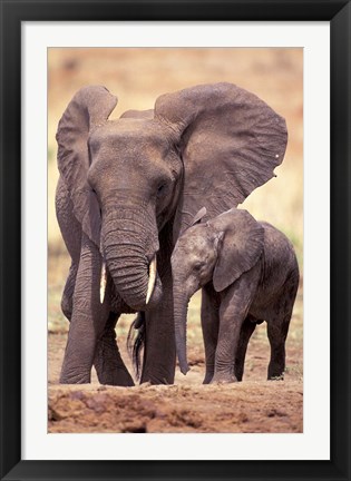 Framed African Elephants, Tarangire National Park, Tanzania Print