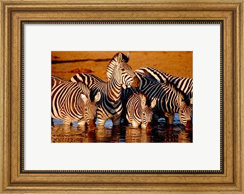 Framed Botswana, Chobe NP, Linyanti Reserve, zebra Print