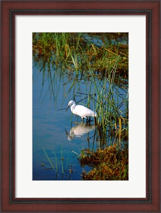 Framed Botswana, Okavango Delta. Egret wildlife Print