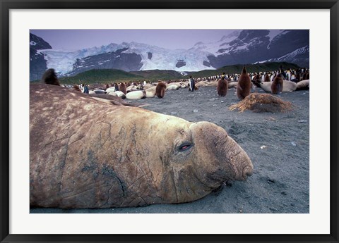 Framed Elephant Seal and King Penguins, South Georgia Island, Antarctica Print