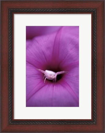 Framed Crab Spider on Flower, Gombe National Park, Tanzania Print