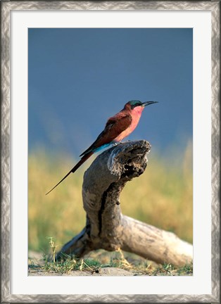 Framed Botswana, Chobe NP, Carmine Bee Eater bird, Chobe River Print