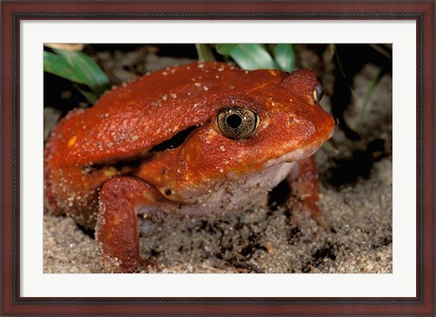 Framed Africa, Madagascar. Tomato frog (Dyscophus antongili) Print