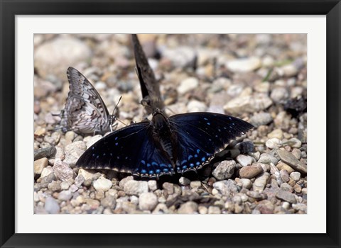 Framed Black Butterfly, Gombe National Park, Tanzania Print