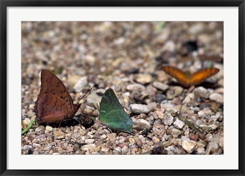 Framed Three Butterflies, Gombe National Park, Tanzania Print