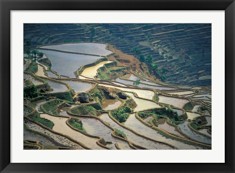 Framed Flooded Rice Terraces of Honghe, China Print