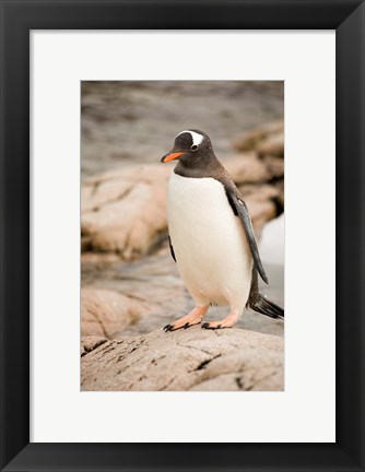 Framed Antarctica. Adult Gentoo penguins on rocky shoreline. Print