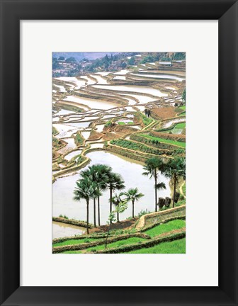 Framed Asia, China, Yunnan Province, Jiayin. Flooded Terraces Print