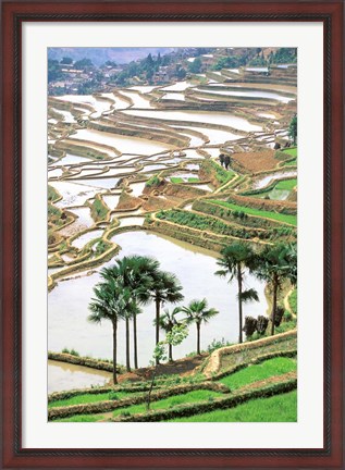 Framed Asia, China, Yunnan Province, Jiayin. Flooded Terraces Print