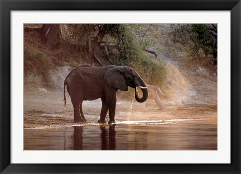 Framed Elephant at Water Hole, South Africa Print
