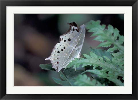 Framed White Butterfly, Gombe National Park, Tanzania Print