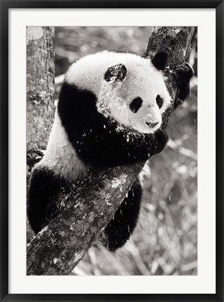 Framed China, Sichuan, Giant Panda Bear, Wolong Reserve Print