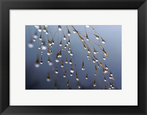 Framed Dewdrops, Huansan, China Print