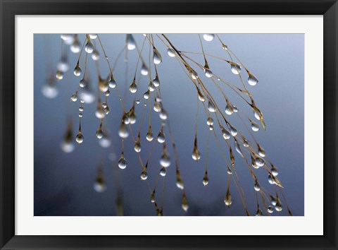 Framed Dewdrops, Huansan, China Print