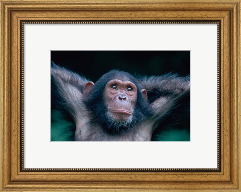 Framed Female Chimpanzee Stretching, Gombe National Park, Tanzania Print