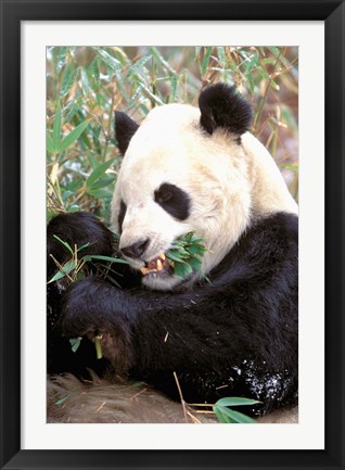 Framed China, Wolong Nature Reserve, Giant panda bear Print