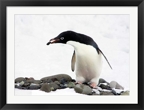 Framed Adelie Penguin (Pygoscelis Adeliae) at Paulet Island, Antarctica Print