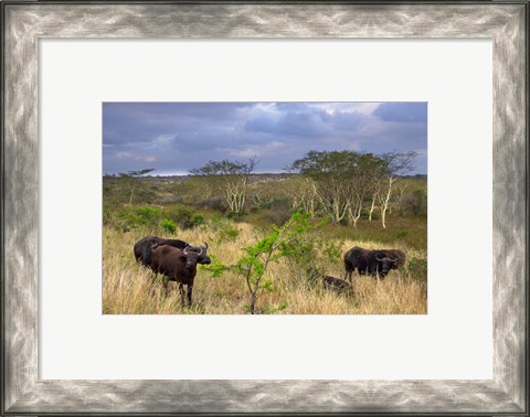 Framed Cape Buffalo, Zulu Nyala Game Reserve, Hluhluwe, Kwazulu Natal, South Africa Print
