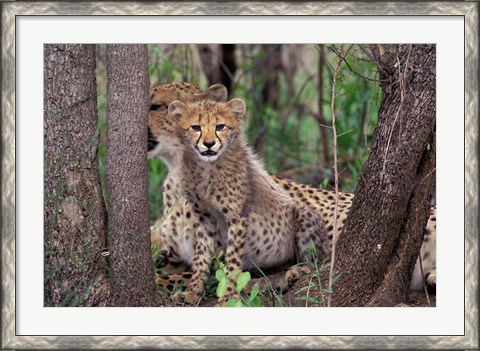 Framed Cheetah Cubs, Phinda Preserve, South Africa Print